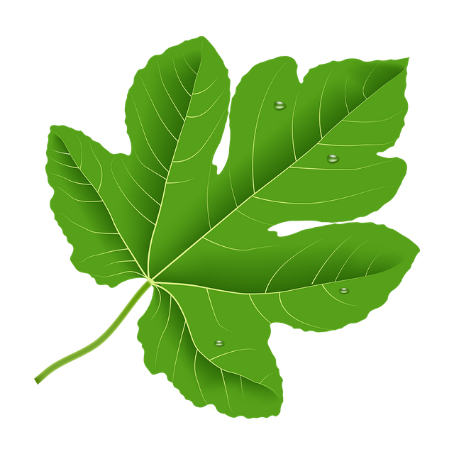 —Pngtree—realistic fig leaf with water_6242169.png
